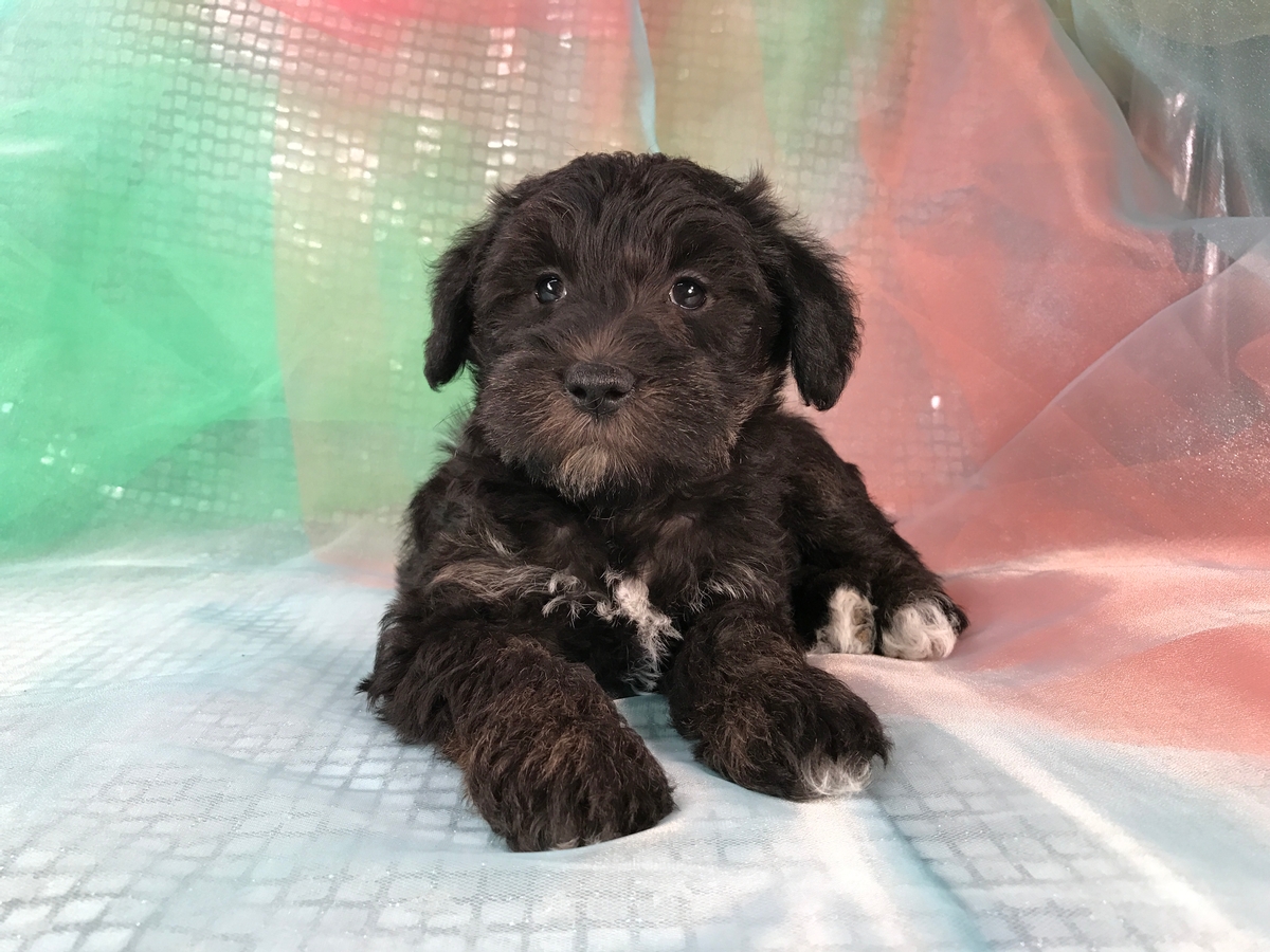 Miniature Schnoodle Puppy for Sale. Black Female $950